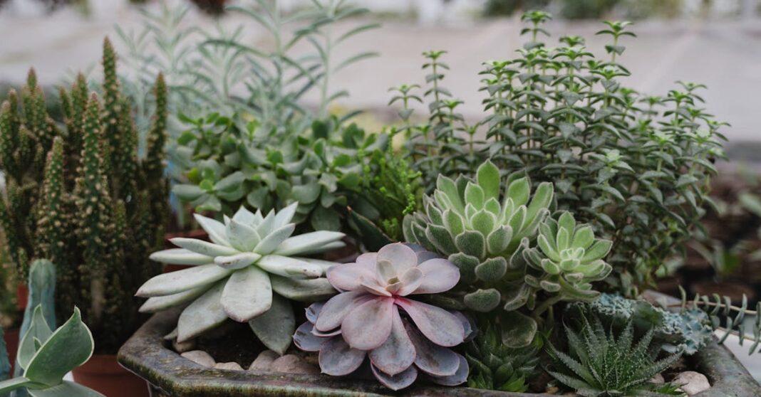 découvrez tout sur les crassulas : conseils d'entretien, variétés, astuces de culture et bienfaits de ces succulentes idéales pour décorer votre intérieur ou votre jardin.