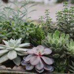 Cultiver et entretenir les crassulas avec succès découvrez tout sur les crassulas : conseils d'entretien, variétés, astuces de culture et bienfaits de ces succulentes idéales pour décorer votre intérieur ou votre jardin.