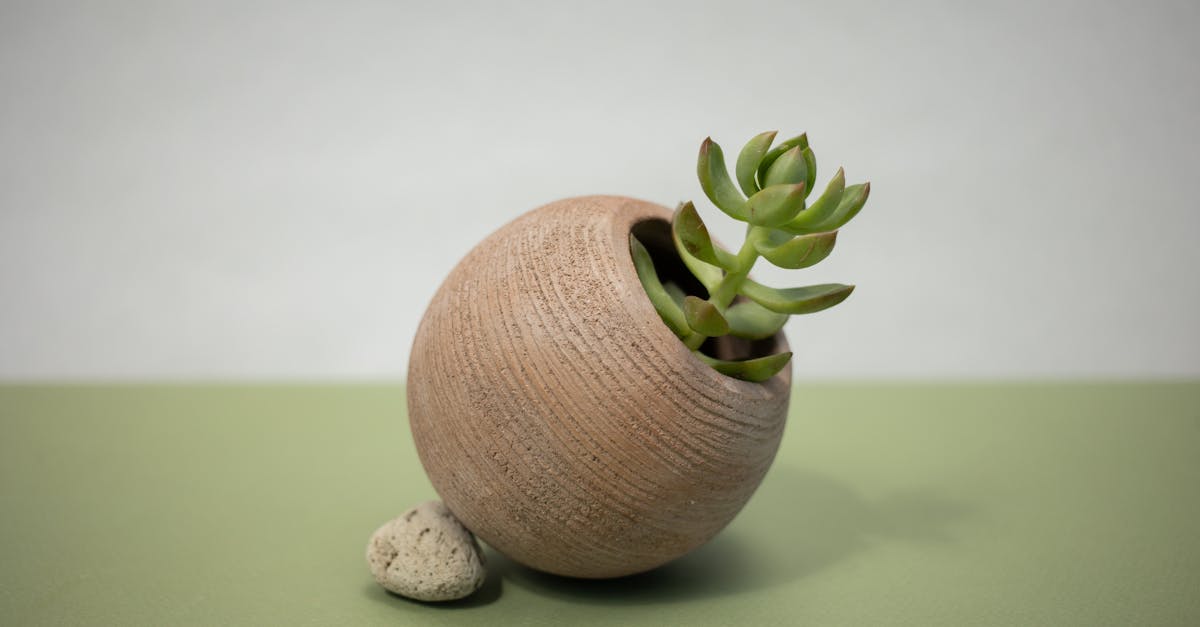 découvrez tout sur les crassulas : conseils d'entretien, variétés populaires, astuces pour une croissance optimale et idées déco pour sublimer votre intérieur avec ces plantes succulentes faciles à vivre.