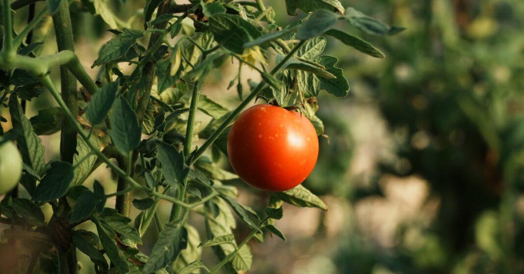 découvrez tout ce qu'il faut savoir sur la cultivation : techniques, conseils pratiques et astuces pour réussir votre culture, que ce soit pour les plantes, fruits ou légumes. adoptez les meilleures méthodes pour une récolte abondante et saine !