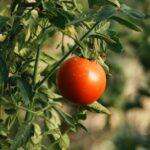 Tout savoir sur la culture de l'anthémis découvrez tout ce qu'il faut savoir sur la cultivation : techniques, conseils pratiques et astuces pour réussir votre culture, que ce soit pour les plantes, fruits ou légumes. adoptez les meilleures méthodes pour une récolte abondante et saine !