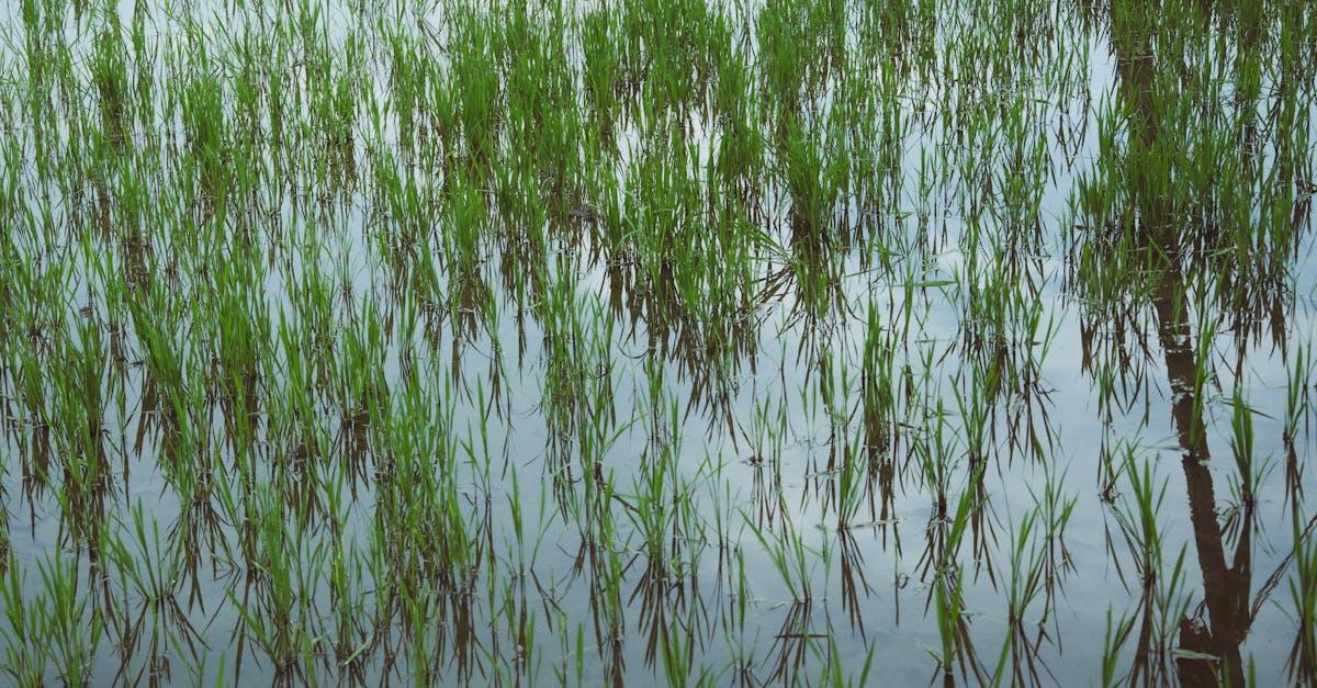 découvrez tout ce qu'il faut savoir sur la cultivation : conseils, méthodes et astuces pour optimiser vos cultures, que vous soyez débutant ou expert. apprenez à cultiver efficacement pour des récoltes abondantes.