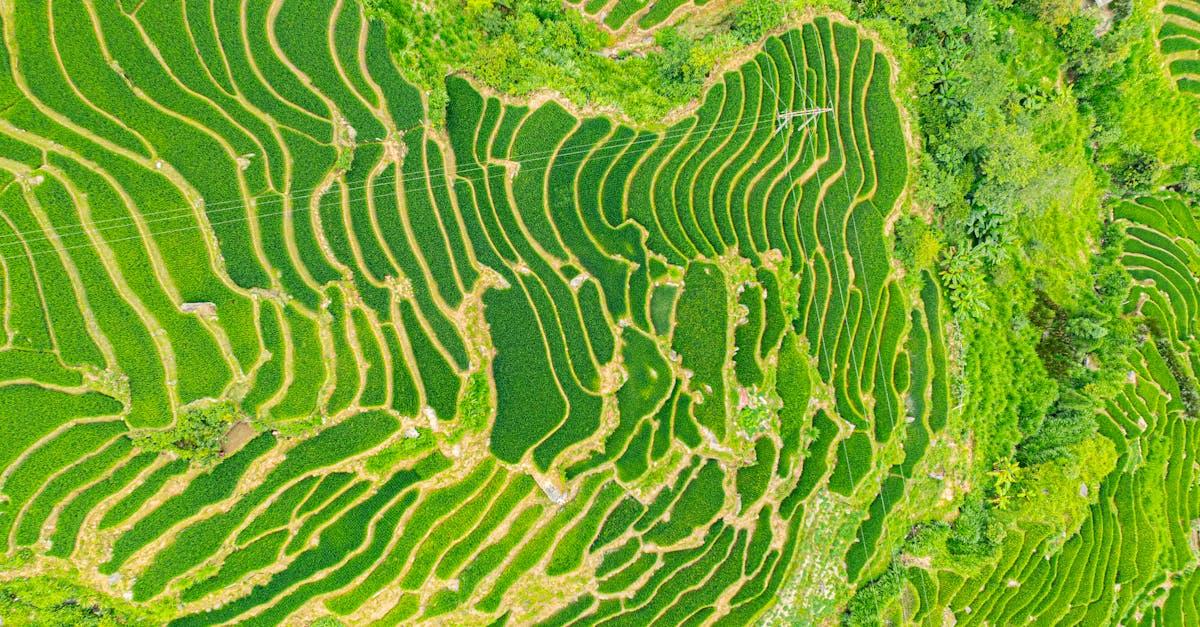 découvrez tous les secrets de la cultivation : techniques, conseils et étapes clés pour réussir la culture de vos plantes, que vous soyez débutant ou expert.