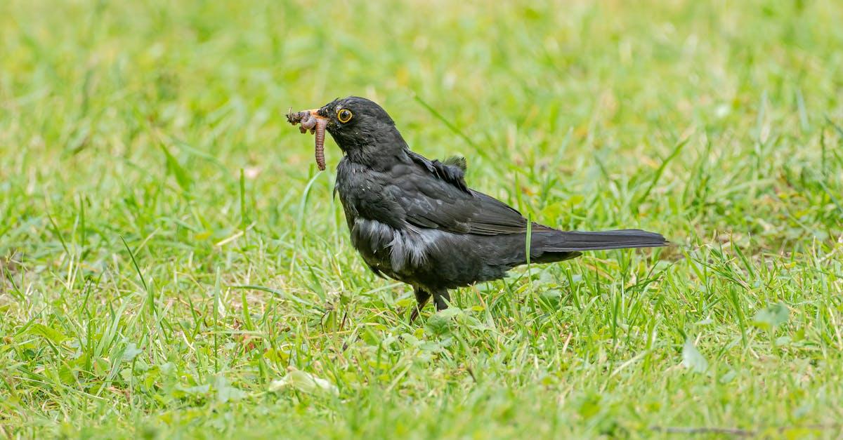 découvrez le fascinant monde des vers de terre, ces créatures essentielles pour la santé des sols. apprenez leur rôle crucial dans l'écosystème, leurs différents types, et comment les vers de terre contribuent à l'agriculture durable et à la préservation de notre environnement.