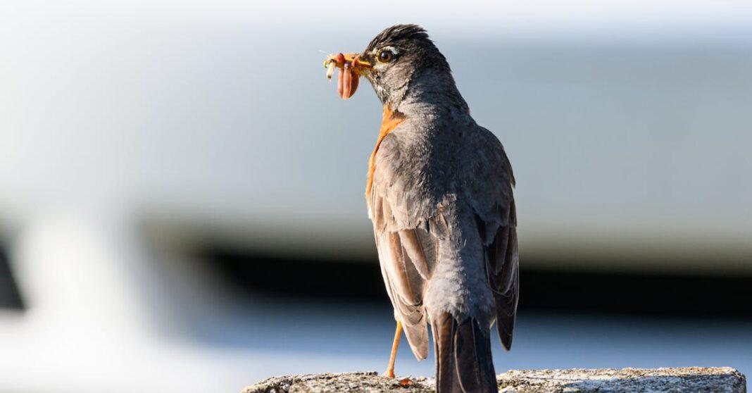 découvrez l'univers fascinant des vers de terre : leur rôle essentiel dans l'écosystème, leurs caractéristiques uniques et leur impact sur la santé des sols. apprenez comment ces créatures contribuent à la fertilité et à l'équilibre de notre environnement.