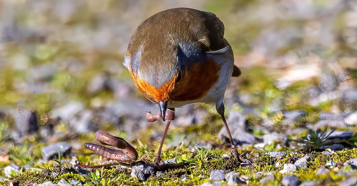 découvrez l'univers fascinant des vers de terre, ces précieux alliés du sol qui améliorent la qualité de la terre et favorisent la biodiversité. apprenez leurs rôles essentiels dans l'écosystème et comment ils contribuent à une agriculture durable.