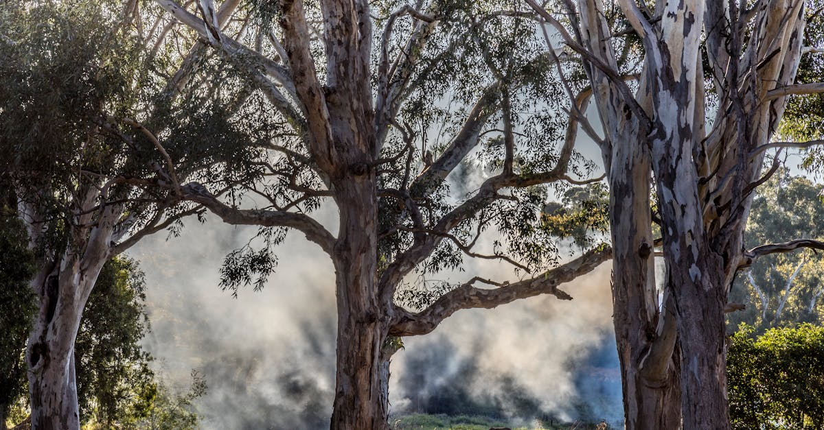 découvrez nos conseils pour réussir la culture de l'eucalyptus : plantation, entretien, sol idéal et astuces pour une croissance performante de cet arbre aux multiples vertus.