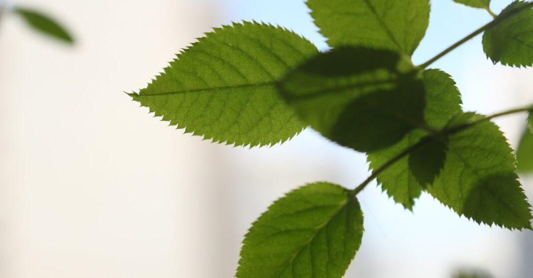 découvrez comment cultiver l’eucalyptus : les meilleures pratiques, conseils d’entretien, climat idéal et astuces pour réussir la plantation de cet arbre aux multiples bienfaits.