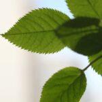 découvrez comment cultiver l’eucalyptus : les meilleures pratiques, conseils d’entretien, climat idéal et astuces pour réussir la plantation de cet arbre aux multiples bienfaits.