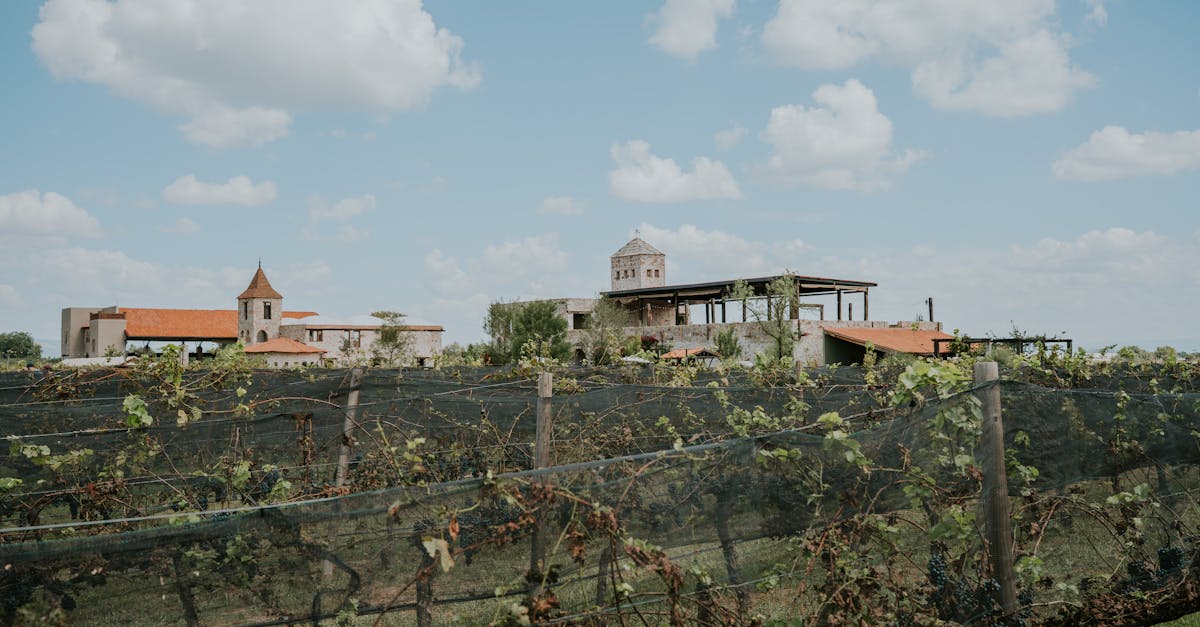 découvrez tout ce qu'il faut savoir sur la culture de l'eucalyptus : conseils de plantation, entretien, climat idéal et astuces pour réussir votre production.