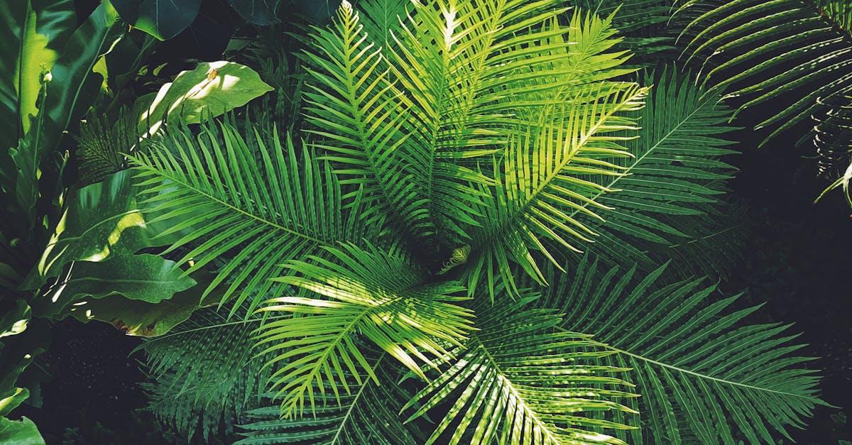 découvrez l'univers fascinant des fougères, ces plantes élégantes et variées qui ajoutent une touche de verdure à votre intérieur ou jardin. apprenez tout sur leur entretien, leurs variétés et leurs bienfaits pour l'environnement.