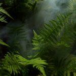 découvrez l'univers fascinant des fougères, ces plantes élégantes et variées qui embellissent nos jardins et intérieurs. apprenez à les cultiver, à les entretenir et à les agencer pour créer des espaces verdoyants et apaisants.