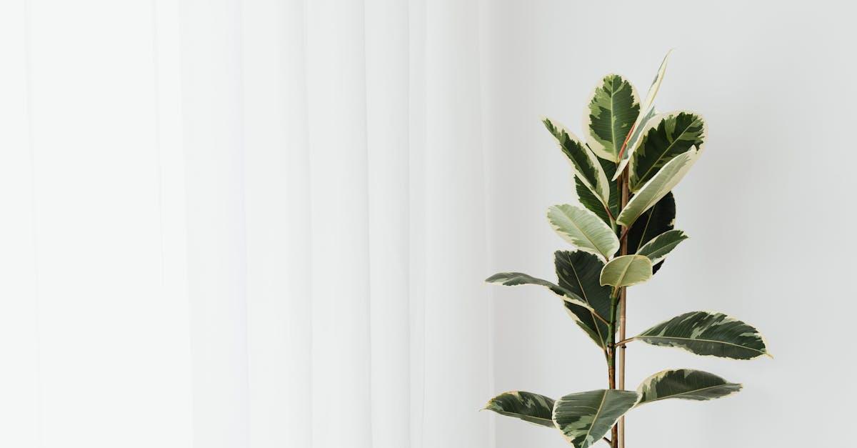 découvrez tout ce qu'il faut savoir sur le ficus : entretien, arrosage, exposition et conseils pour garder votre plante d'intérieur saine et verdoyante toute l'année.