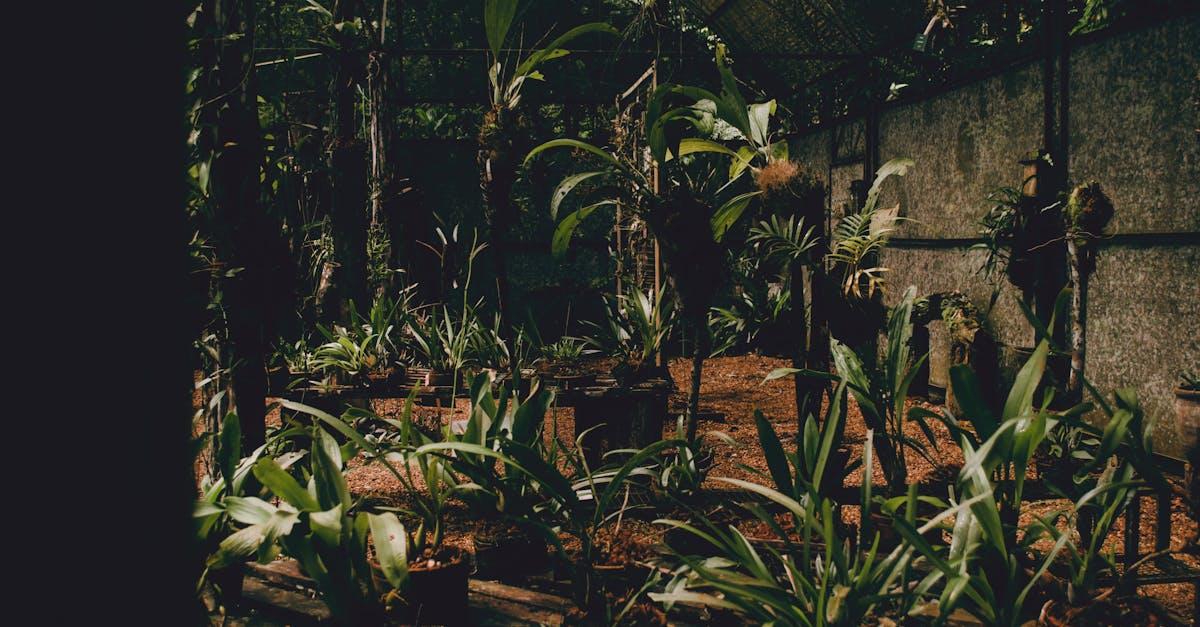 découvrez nos conseils et techniques pour favoriser la croissance, que ce soit dans le domaine personnel, professionnel ou pour vos plantes. apprenez à optimiser votre développement avec nos astuces pratiques et efficaces.