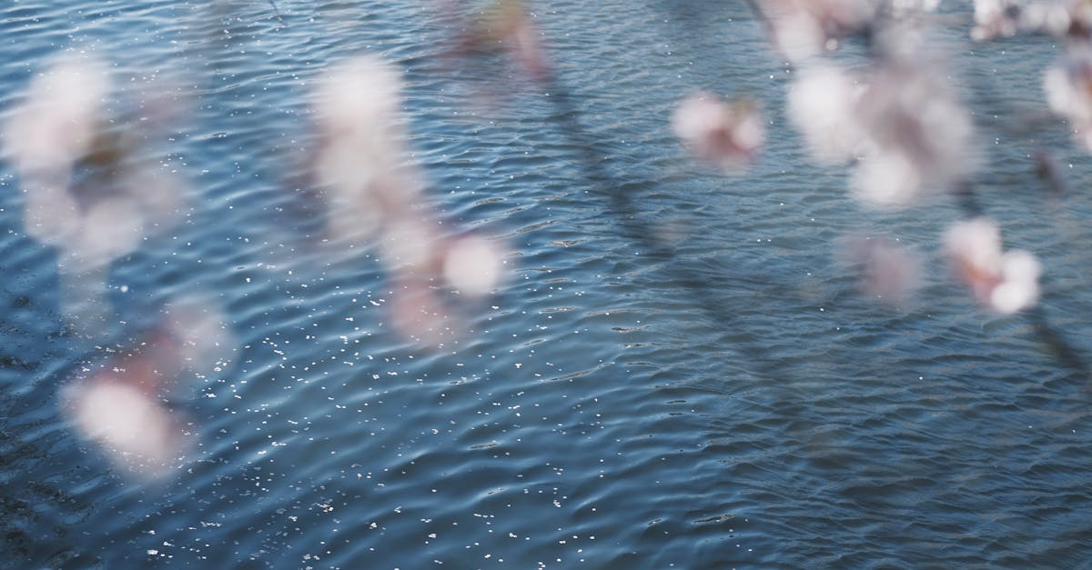 découvrez hanami, la tradition japonaise d'admirer la beauté éphémère des cerisiers en fleurs. histoire, coutumes et conseils pour profiter pleinement de ce moment unique au printemps.
