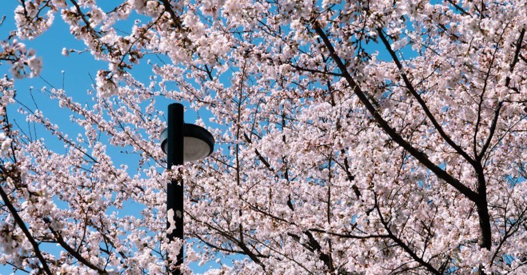 découvrez hanami, la tradition japonaise d'admirer la floraison des cerisiers. entre culture, nature et convivialité, plongez au cœur de cette fête emblématique du printemps au japon.