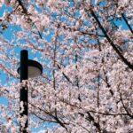 Hanami : explorez la magie des cerisiers en fleurs au Japon découvrez hanami, la tradition japonaise d'admirer la floraison des cerisiers. entre culture, nature et convivialité, plongez au cœur de cette fête emblématique du printemps au japon.