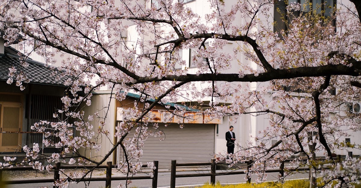 découvrez hanami, la fête traditionnelle japonaise célébrant la floraison des cerisiers. immergez-vous dans cette expérience unique empreinte de beauté, de partage et de poésie au cœur du printemps.