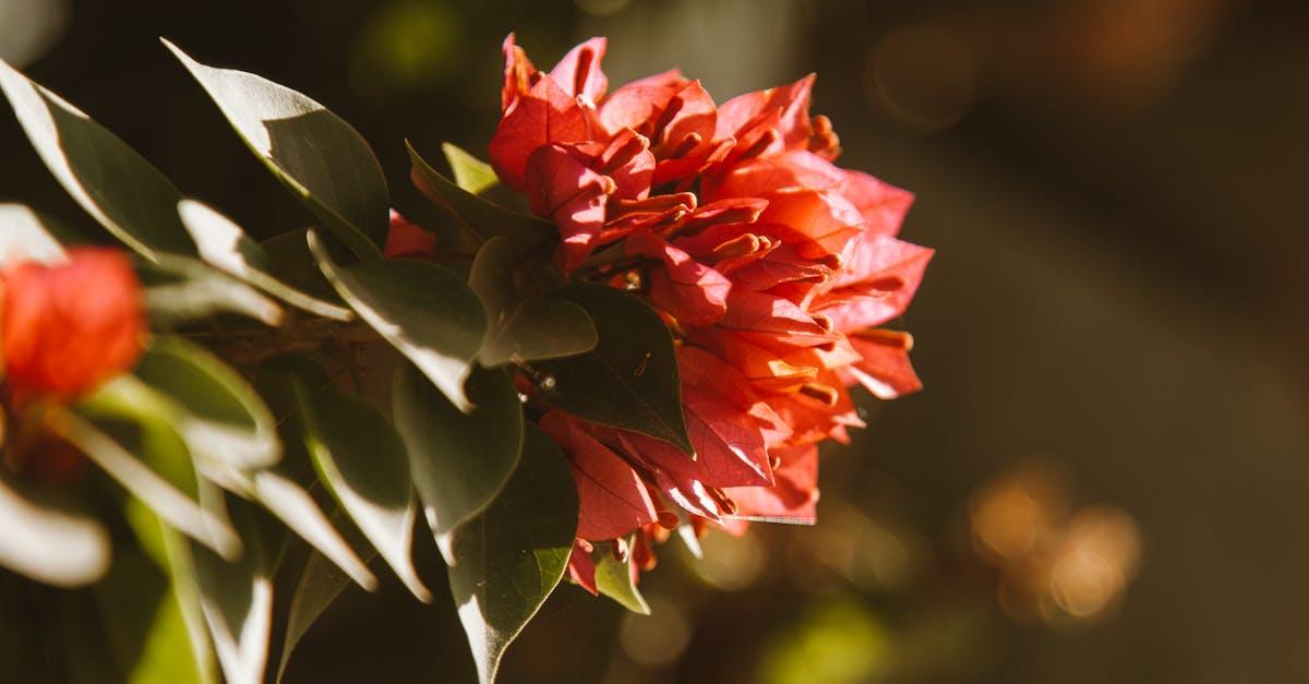 découvrez les hardy plants, des plantes robustes et résistantes idéales pour les jardins sujets aux conditions climatiques difficiles. conseils d'entretien et variétés adaptées à tous types de sols.