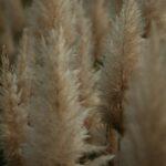 découvrez les hardy plants, des plantes robustes et résistantes idéales pour tous les jardins. apprenez à les cultiver facilement et profitez d’un espace vert fleuri toute l’année.