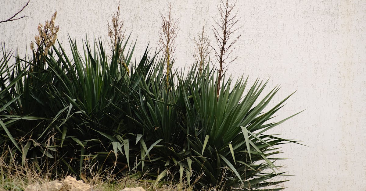 découvrez les hardy plants, des plantes robustes et résistantes idéales pour tous les jardins. profitez d'une floraison durable et d'un entretien minimal grâce à notre sélection de végétaux adaptés à tous les climats.