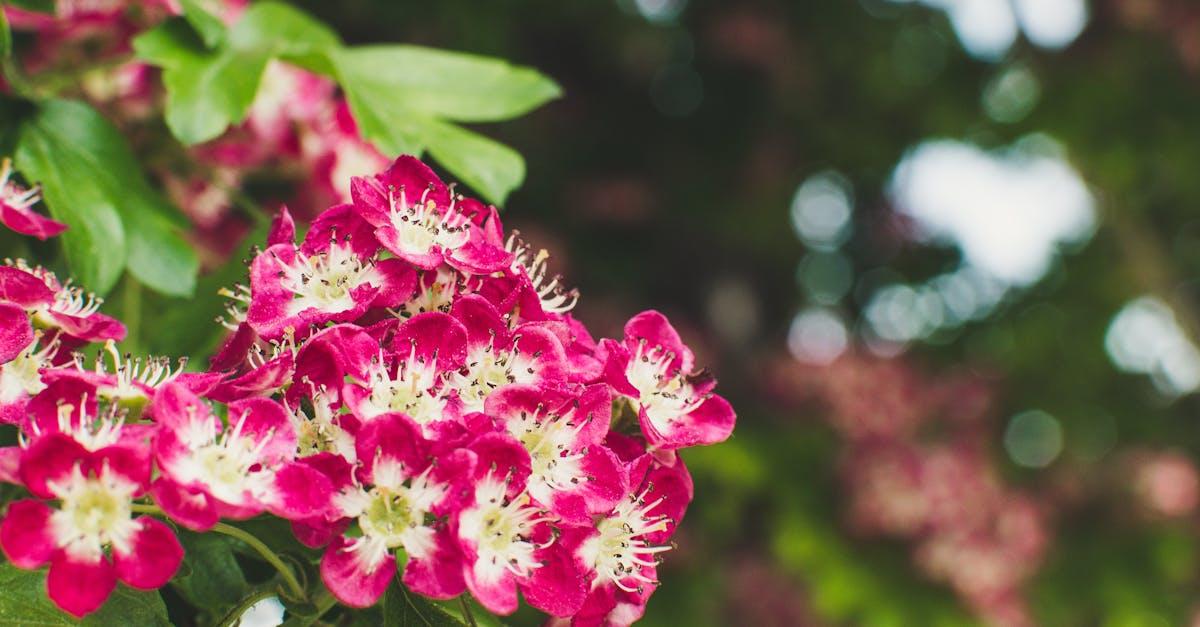 découvrez les bienfaits du hawthorn, une plante aux propriétés cardiaques reconnues. apprenez comment cette herbe traditionnelle peut soutenir votre santé et améliorer votre bien-être.