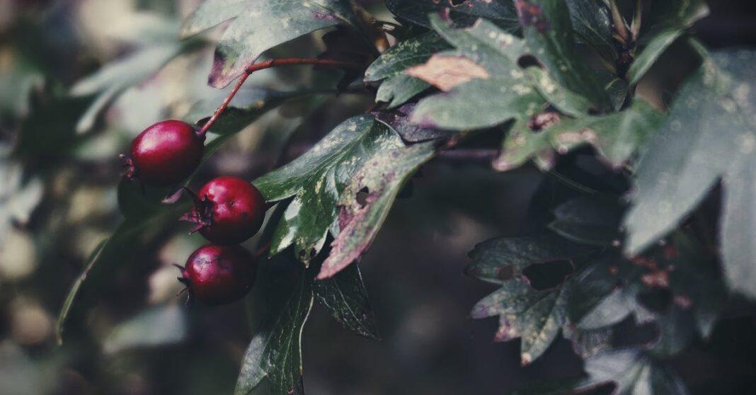 découvrez les bienfaits de l'aubépine, une plante médicinale reconnue pour ses propriétés apaisantes et cardioprotectrices. apprenez comment l'intégrer dans votre routine bien-être et profitez de ses avantages pour la santé.