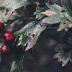 Découvrez tout sur la culture des aubépines : guide pratique découvrez les bienfaits de l'aubépine, une plante médicinale reconnue pour ses propriétés apaisantes et cardioprotectrices. apprenez comment l'intégrer dans votre routine bien-être et profitez de ses avantages pour la santé.