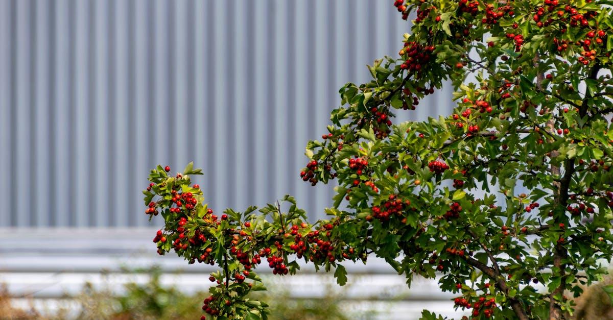découvrez les bienfaits du aubépine, une plante aux propriétés étonnantes pour le cœur et la santé en général. apprenez comment l'utiliser dans votre quotidien pour renforcer votre bien-être.