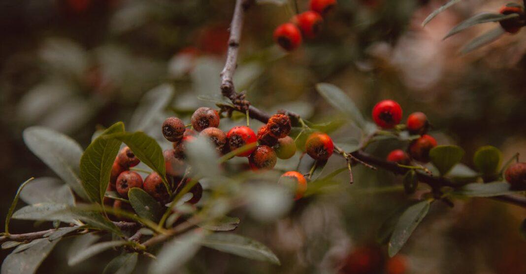 découvrez les bienfaits de l'aubépine (hawthorn) : cette plante médicinale est réputée pour soutenir la santé cardiovasculaire, réduire le stress et améliorer la circulation sanguine. apprenez tout sur ses usages, propriétés et conseils d'utilisation.