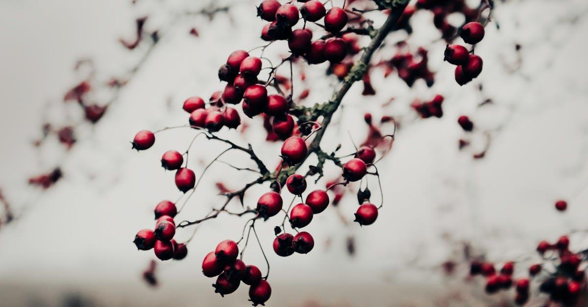 découvrez les bienfaits de l’aubépine : une plante aux vertus apaisantes pour le cœur, la circulation et le bien-être général. usage, propriétés et conseils d’utilisation.