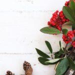 Découvrez le houx, cet arbuste emblématique de Noël et symbole d'éternité à cultiver chez vous découvrez tout sur holly : signification, origine, usages et symbolique de ce prénom et nom populaire. informations, anecdotes et conseils sur holly.