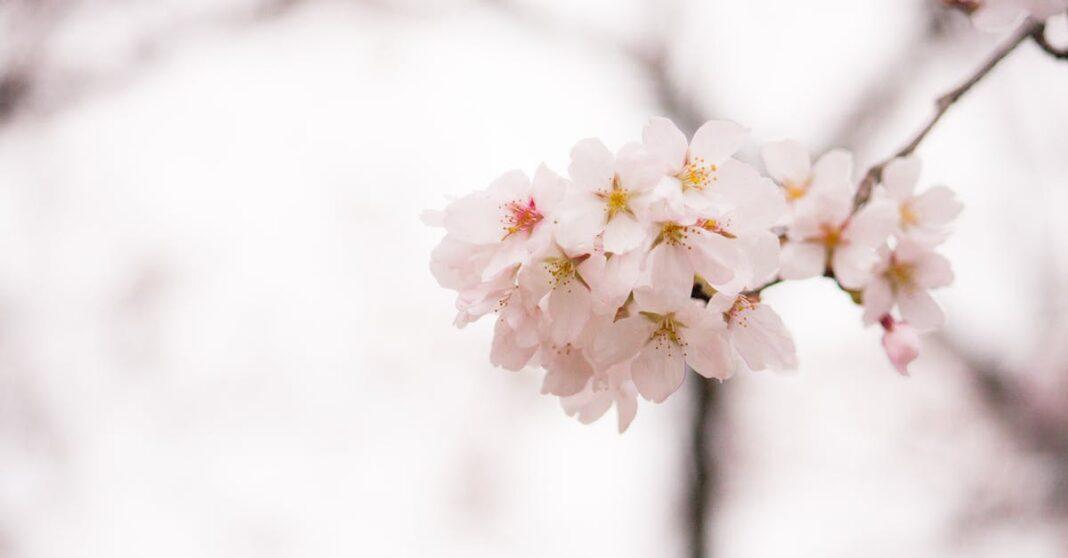 découvrez la beauté et la sérénité des jardins japonais. explorez leur histoire, leurs éléments traditionnels et des conseils pour créer votre propre espace inspiré du japon.