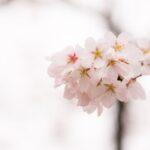 découvrez 10 jardins japonais incontournables à explorer en France découvrez la beauté et la sérénité des jardins japonais. explorez leur histoire, leurs éléments traditionnels et des conseils pour créer votre propre espace inspiré du japon.