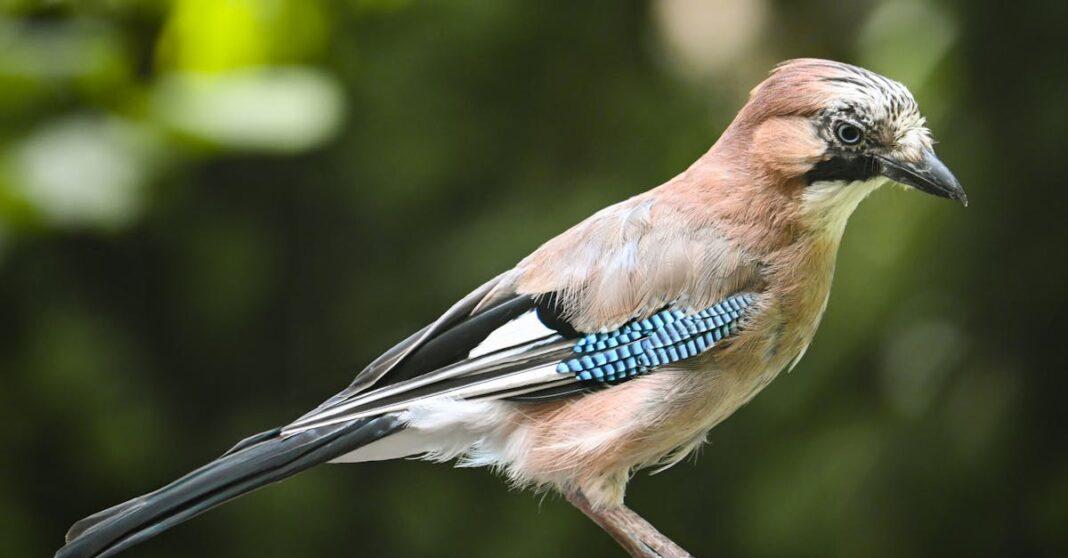 découvrez jay, une personnalité unique alliant créativité et passion. plongez dans un univers captivant où l'art et l'innovation se rencontrent. ne manquez pas les dernières actualités et projets fascinants qui font de jay une figure inspirante !