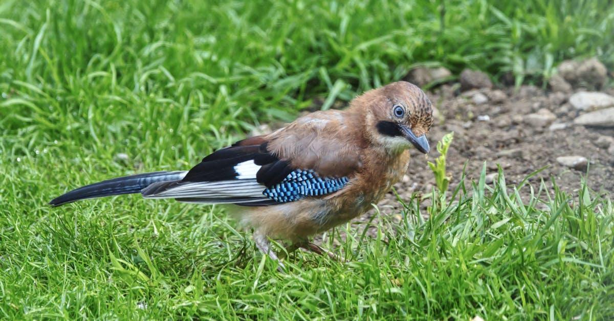 découvrez l'univers captivant de jay, un artiste innovant qui repousse les limites de la créativité. plongez dans ses œuvres uniques, ses inspirations et son parcours fascinant.