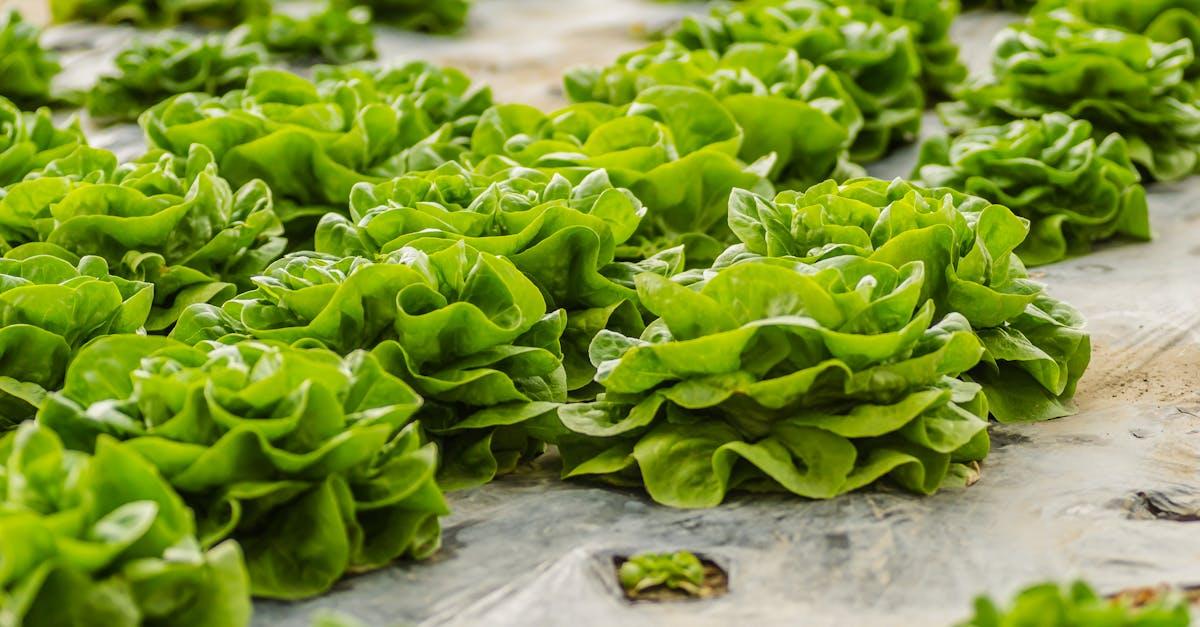 découvrez comment cultiver la laitue feuille avec succès : conseils pratiques sur la plantation, l’arrosage, l’entretien et la récolte pour obtenir des salades fraîches et croquantes dans votre potager.