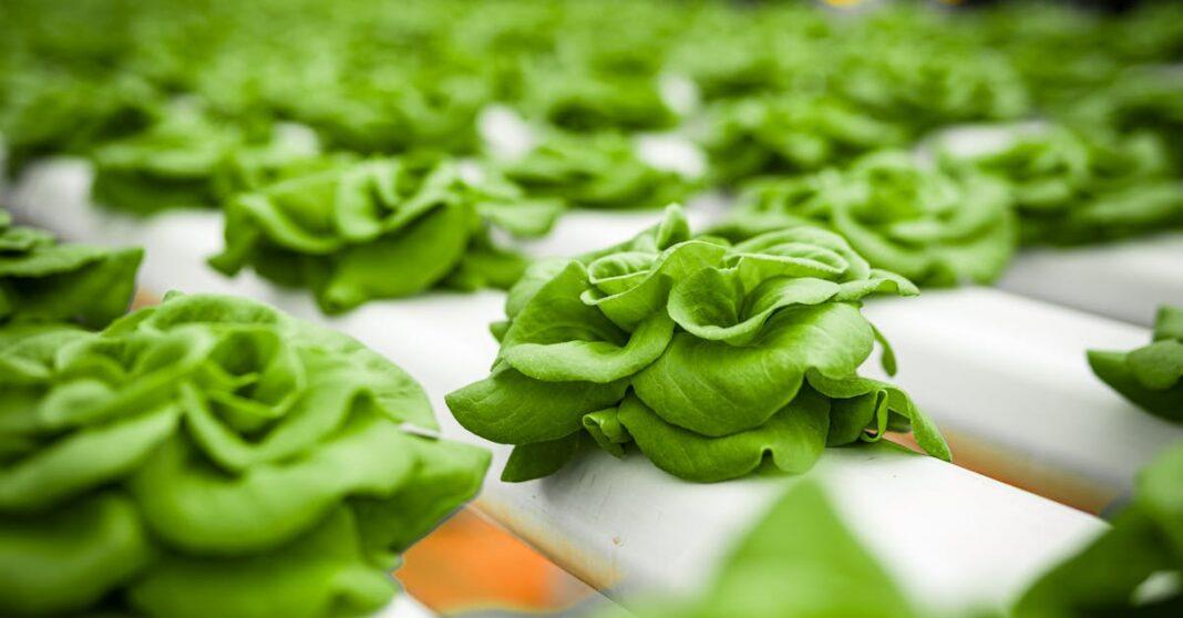 découvrez comment cultiver la laitue feuille avec succès : conseils pratiques sur la plantation, l’entretien, l’arrosage et la récolte pour obtenir des feuilles fraîches et savoureuses toute l’année.