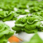 découvrez comment cultiver la laitue feuille avec succès : conseils pratiques sur la plantation, l’entretien, l’arrosage et la récolte pour obtenir des feuilles fraîches et savoureuses toute l’année.