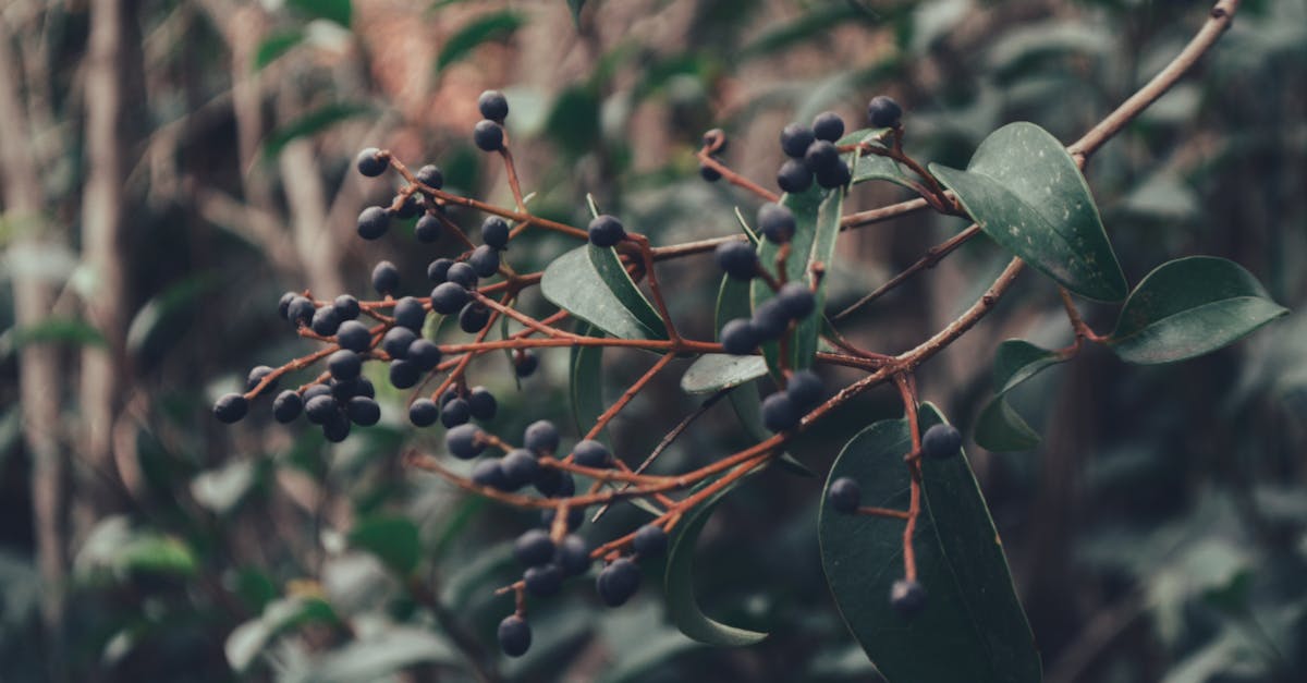 découvrez le ligustrum, un arbuste ornemental idéal pour créer des haies denses et élégantes dans votre jardin. facile à entretenir, le ligustrum séduit par son feuillage persistant et sa floraison délicate.