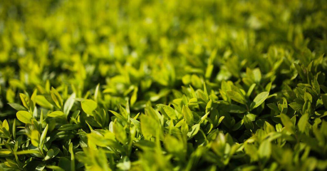 découvrez le ligustrum, un arbuste décoratif idéal pour les haies et jardins. facile d'entretien, il offre un feuillage dense et persistant, parfait pour créer des espaces verts élégants et protéger votre intimité toute l'année.