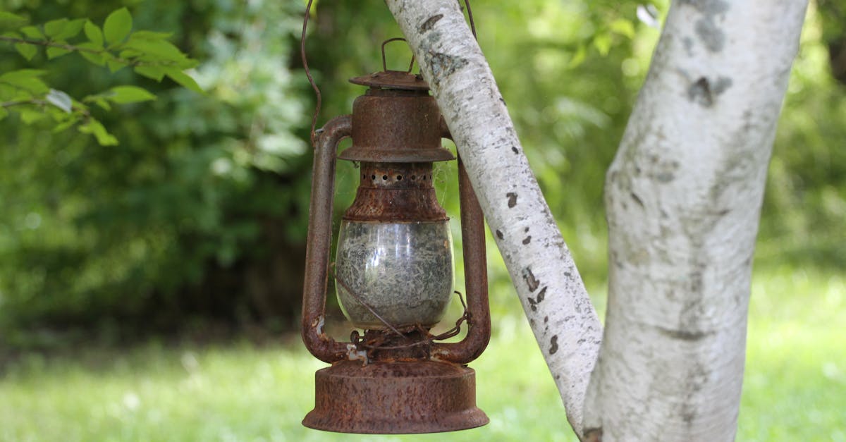 découvrez le jardinage lunaire : une méthode ancestrale qui consiste à planter, semer et récolter en accord avec les phases de la lune pour stimuler la croissance des plantes et améliorer les récoltes.