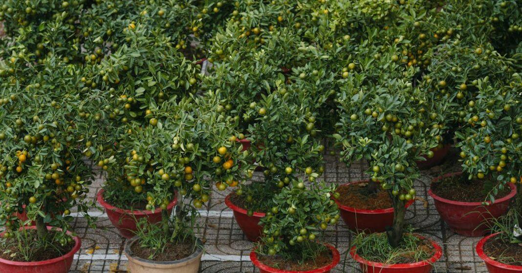 découvrez le jardinage lunaire : apprenez à synchroniser vos cultures et plantations avec les cycles de la lune pour un potager plus sain et des récoltes abondantes. conseils et astuces pour jardiner avec les phases lunaires.