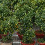 Cultivez la mâche en harmonie avec les phases de la Lune découvrez le jardinage lunaire : apprenez à synchroniser vos cultures et plantations avec les cycles de la lune pour un potager plus sain et des récoltes abondantes. conseils et astuces pour jardiner avec les phases lunaires.