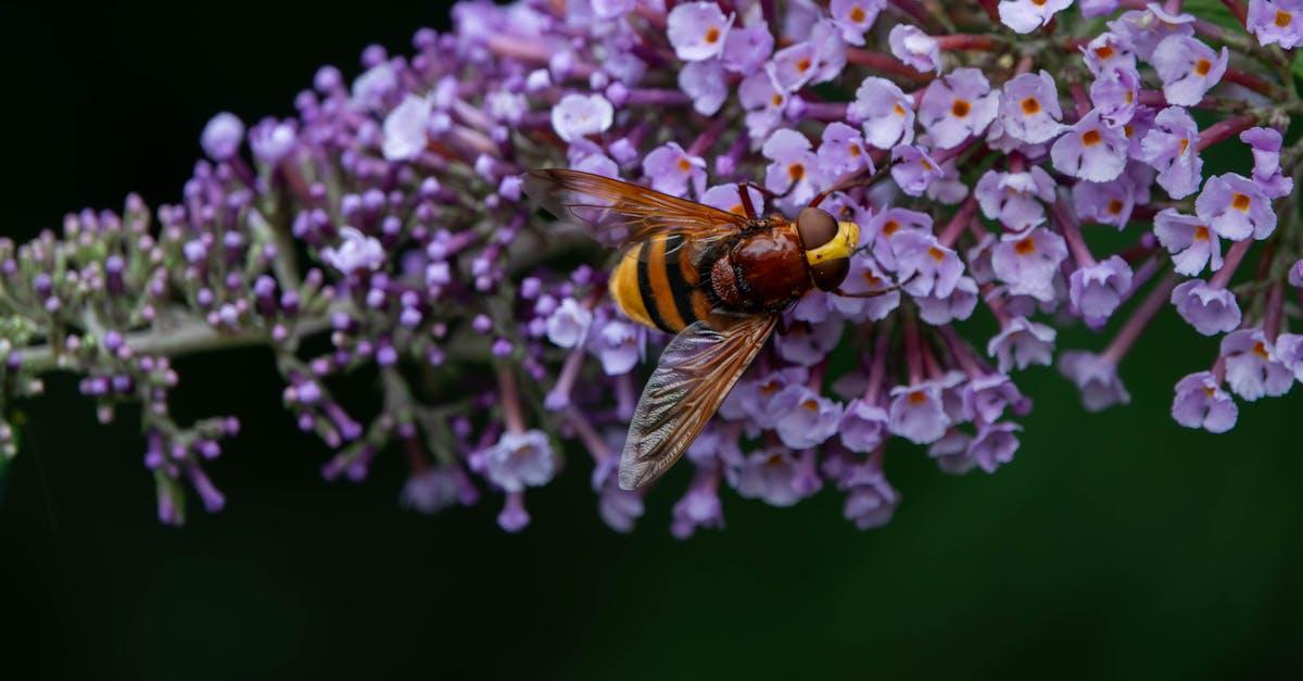 découvrez le jardinage lunaire : comment utiliser les phases de la lune pour optimiser la croissance de vos plantes et améliorer votre potager naturellement.