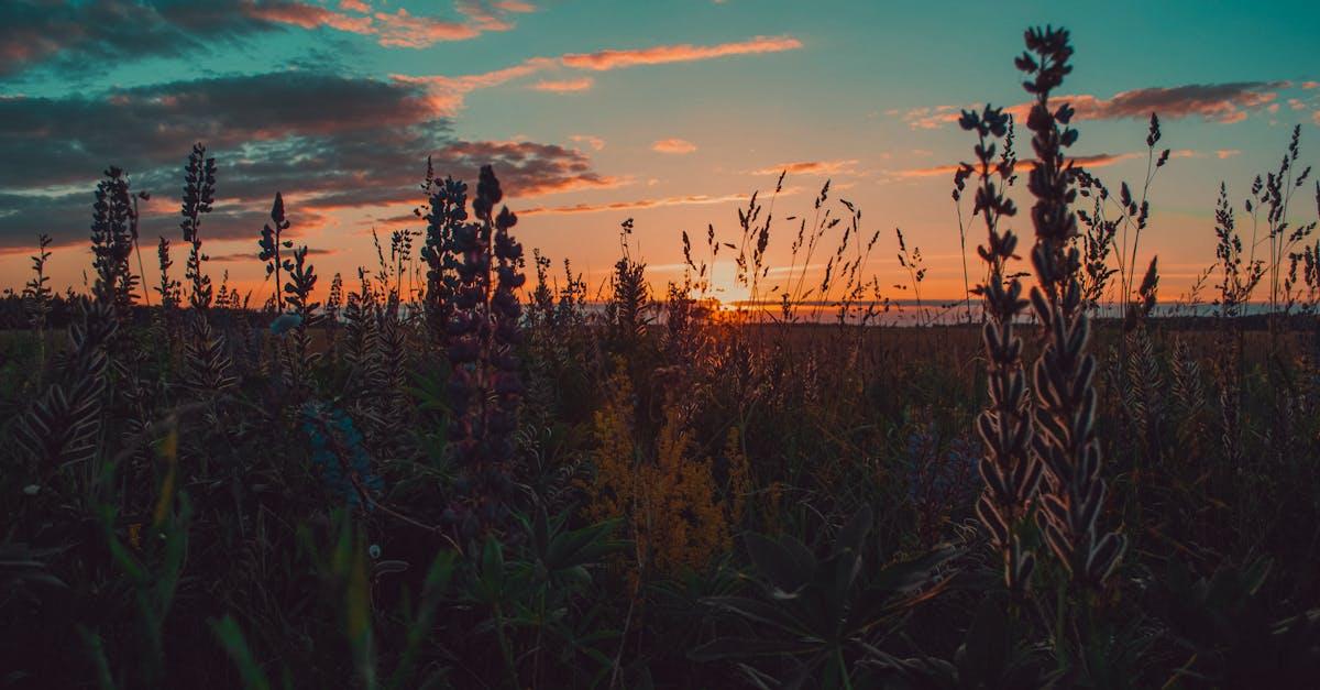 découvrez les lupins, des plantes fascinantes aux fleurs colorées et variées. apprenez tout sur leur culture, leurs bienfaits, et comment intégrer ces magnifiques fleurs dans votre jardin pour attirer les pollinisateurs et embellir votre espace extérieur.