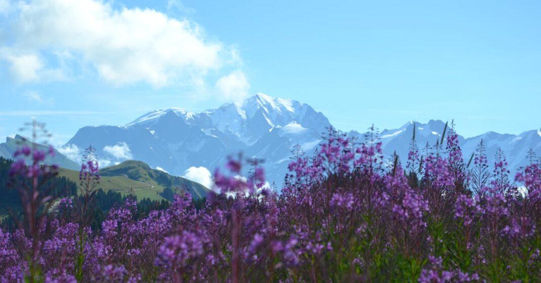découvrez les lupins, ces magnifiques fleurs aux couleurs vibrantes. apprenez leurs bienfaits, leur entretien et comment les intégrer dans votre jardin pour un effet visuel époustouflant.