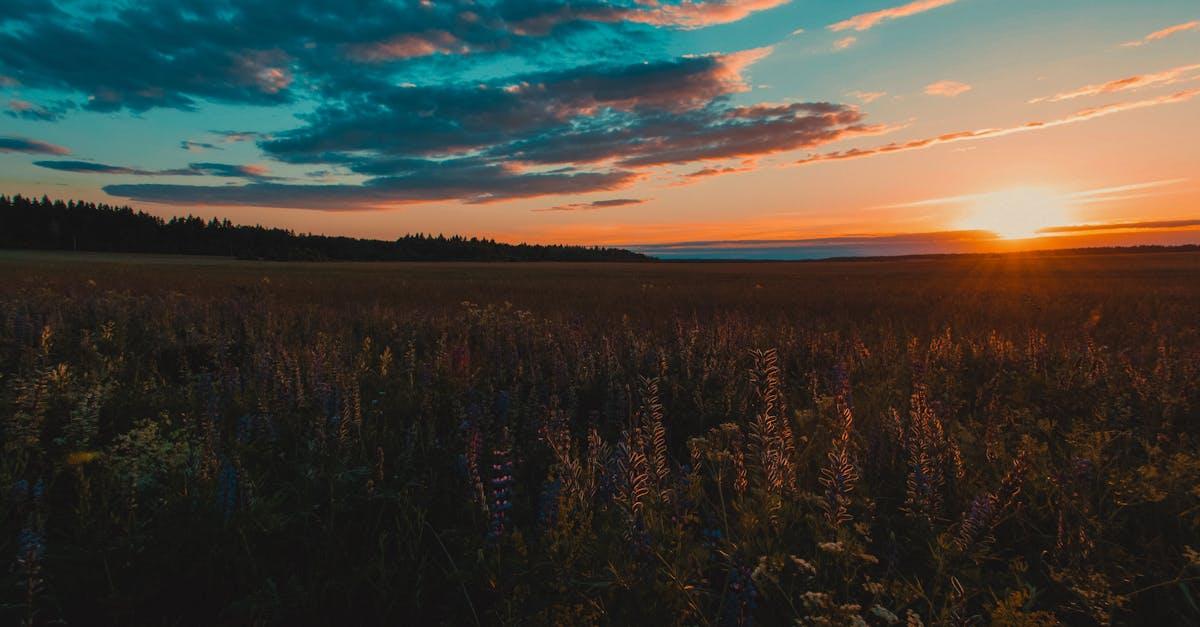 découvrez les lupins, ces magnifiques fleurs aux couleurs vives, qui embellissent vos jardins tout en attirant les pollinisateurs. apprenez comment les cultiver, les entretenir et profiter de leurs bienfaits pour l'environnement.