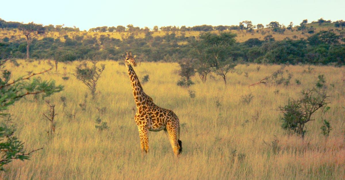 découvrez la fraise mara des bois, une variété gourmande au goût parfumé et sucré, idéale pour vos desserts estivaux et facile à cultiver dans votre jardin.
