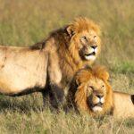 Tout savoir sur la culture de la fraise mara des bois découvrez la fraise mara des bois, une variété gourmande au parfum intense et sucré, idéale pour les desserts, confitures et dégustations fraîches. conseils de culture et astuces pour profiter de cette fraise savoureuse au jardin comme à la maison.